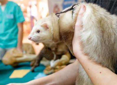 Семейный фестиваль профессий 2023