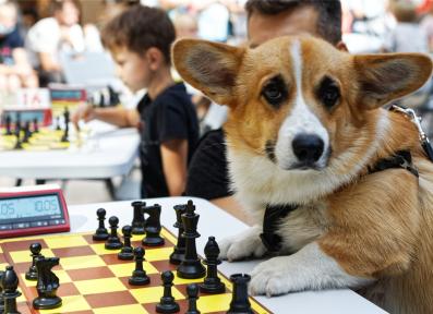 Черная пешка в TRINITI