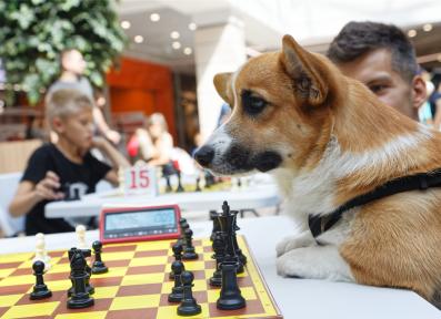 Черная пешка в TRINITI