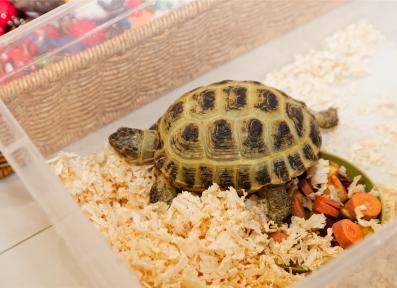 Family Festival of Professions 2023